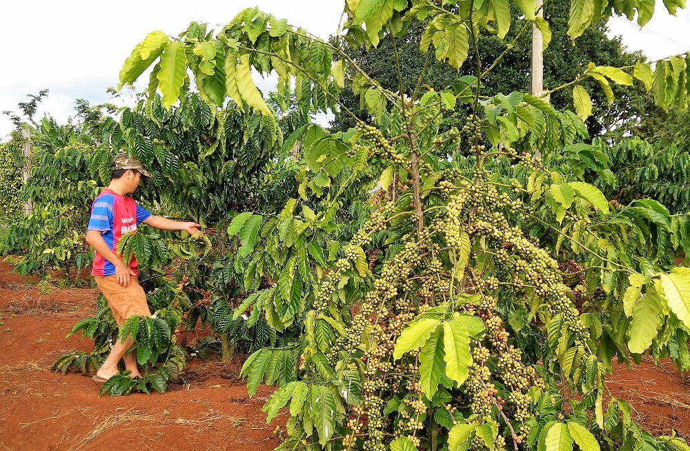 Hành trình se kết mối lương duyên 'cà phê' và 'tôi' của ông chủ L’amant cafe