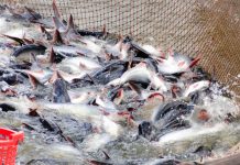 Nâng cao năng suất nuôi trồng thủy sản cho mùa bội thu