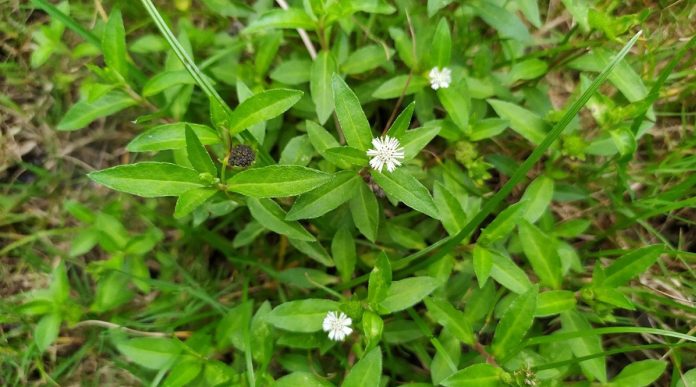 Cỏ nhọ nồi mọc hoang rất nhiều ở Việt Nam